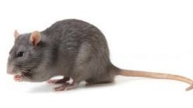 Rat and Mice Pest Control