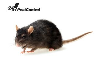 Rat Control