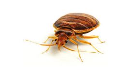 Bed Bug Pest Control